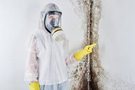 Environmental Consulting for Mold Prevention in Woodbine, IA